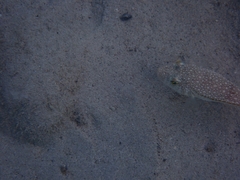 Torquigener flavimaculosus