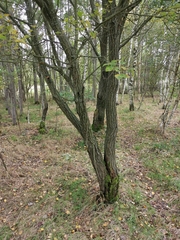 Salix × reichardtii