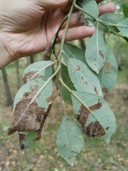 Salix × reichardtii