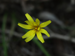 Microseris walteri