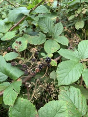 Rubus