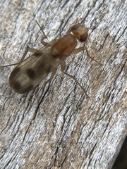Clusia tigrina