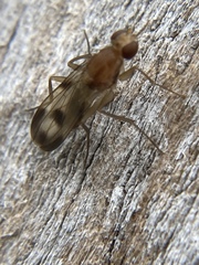 Clusia tigrina