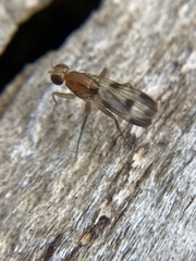 Clusia tigrina