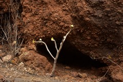 Aeonium arboreum subsp. holochrysum image