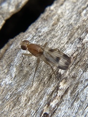Clusia tigrina