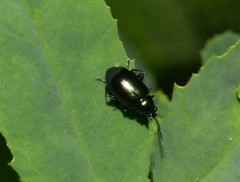 Coleoptera
