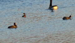Fulica americana americana