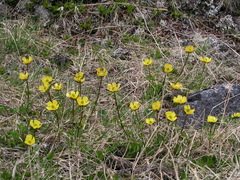 Ranunculus pedatifidus affinis