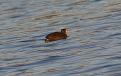 Fulica americana americana