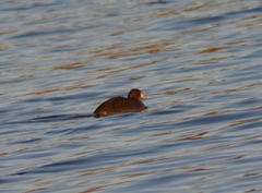 Fulica americana americana
