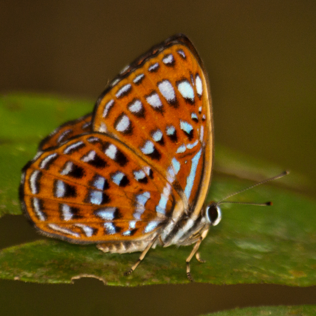 Lesser Harlequin