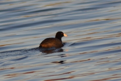 Fulica americana americana