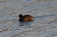 Fulica americana americana