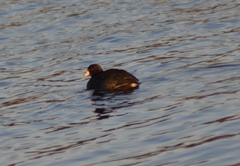 Fulica americana americana