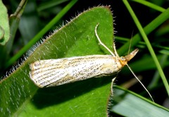 Thisanotia chrysonuchella