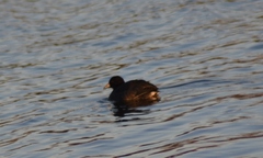 Fulica americana americana
