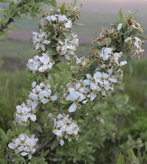 Pyrus salicifolia