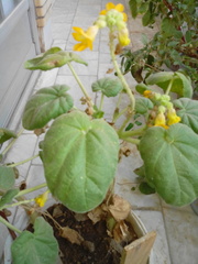 Ibicella lutea