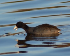 Fulica americana americana