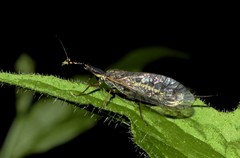 Raphidiinae