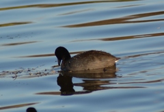 Fulica americana americana