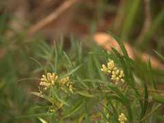 Podocarpus spinulosus