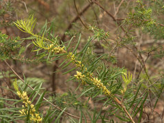 Podocarpus spinulosus