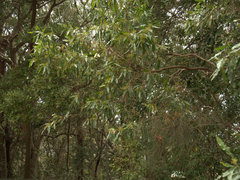 Dodonaea viscosa burmanniana