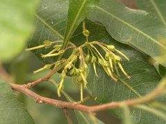 Dodonaea viscosa burmanniana