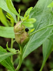 Neolasioptera lathami