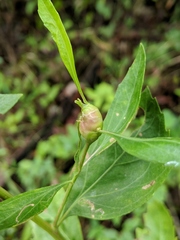 Neolasioptera lathami