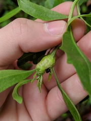 Neolasioptera lathami