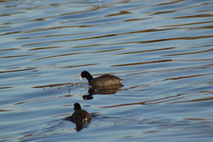 Fulica americana americana