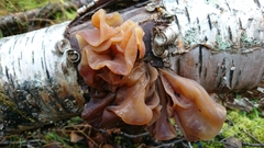 Phaeotremella foliacea