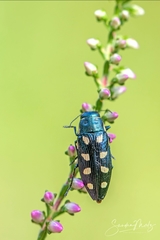 Buprestis octoguttata