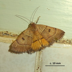 Plecopterodes moderata