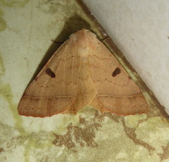 Ctenusa pallida