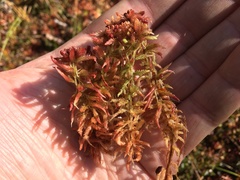 Sphagnum medium