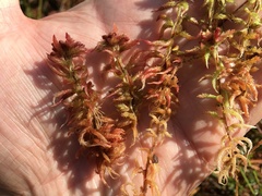 Sphagnum medium