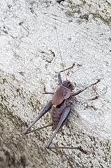 Thyreonotus corsicus