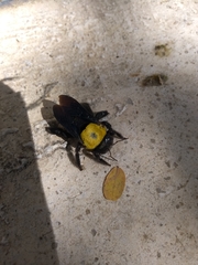 Xylocopa pubescens
