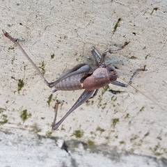 Thyreonotus corsicus
