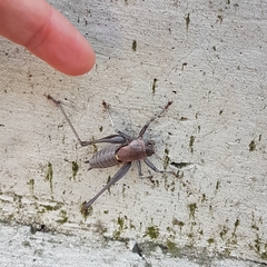 Thyreonotus corsicus