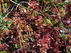Sphagnum medium