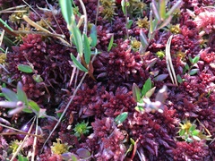 Sphagnum medium