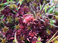 Sphagnum medium