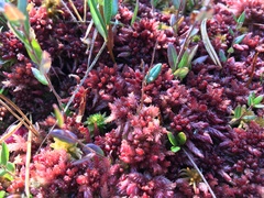 Sphagnum medium