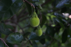 Aquilaria sinensis