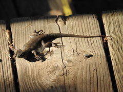 Sceloporus occidentalis becki